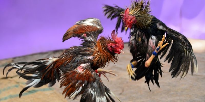 88 go KM Game Bài 3d