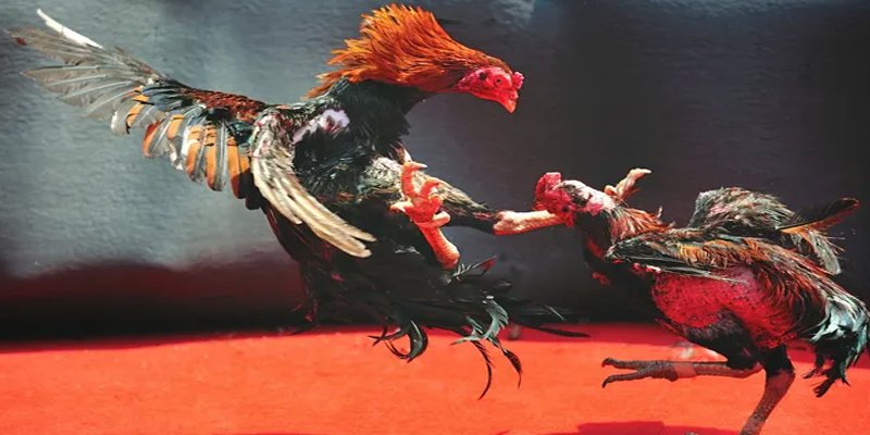 88 go bắn cá h5 chơi ngay