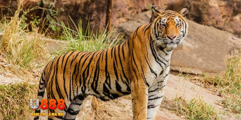 88 go xổ số bình thuận