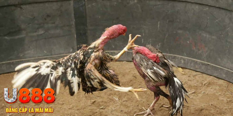 88 go đăng nhập tiến lên miền nam số 1